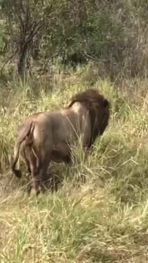 Male lion tries to sneak up on sleeping lionesses with their cubs
