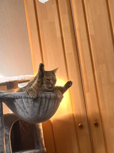 Throwback to when I accidentally bought a kitten tree for my grown cats and my cat wanted to let me know just HOW mad she was 😡