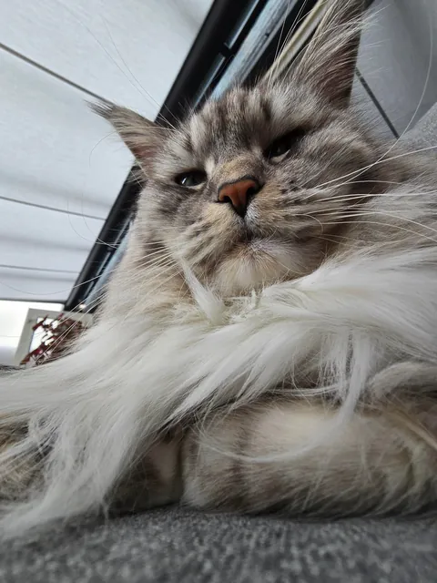 Is it okay to only send these types of pictures if you catsit?