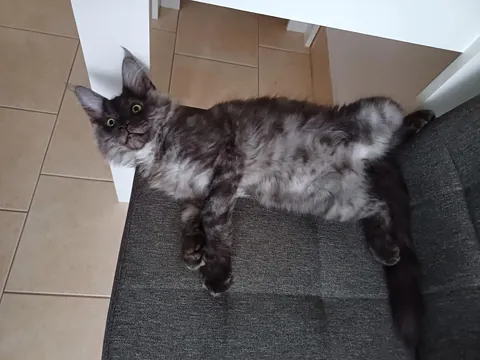 Théoden from 2 to 16 weeks old