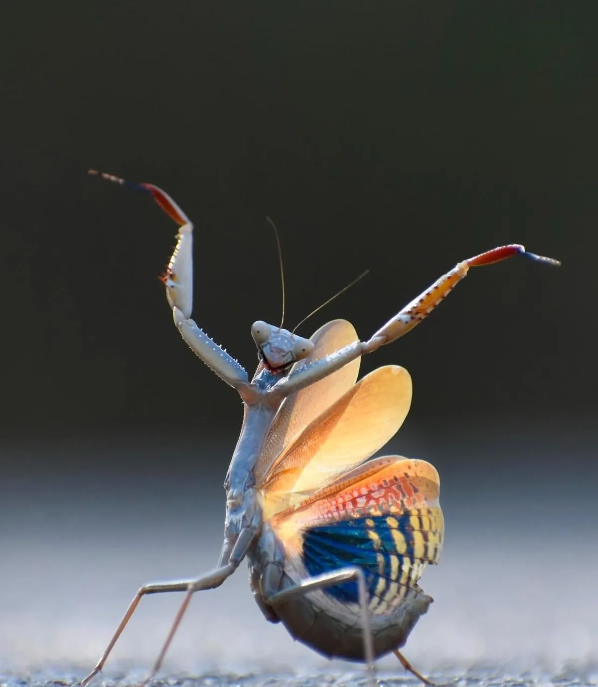 🔥 The Nikon Comedy Wildlife Awards 2024