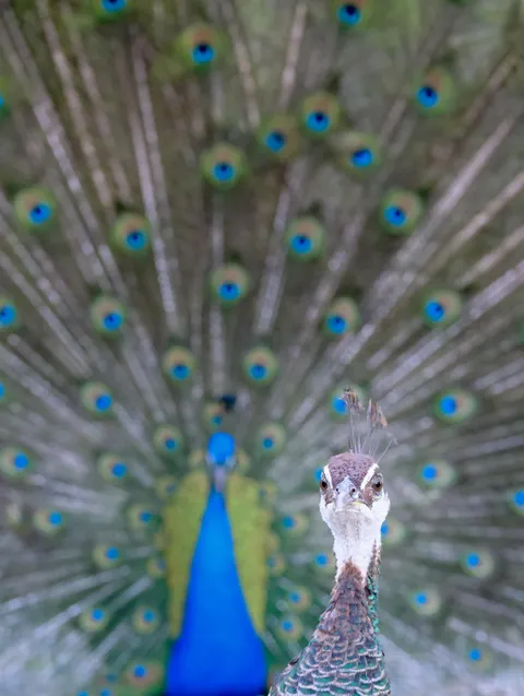 🔥 Here comes your man.