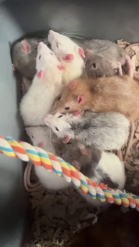 I love a rat pile