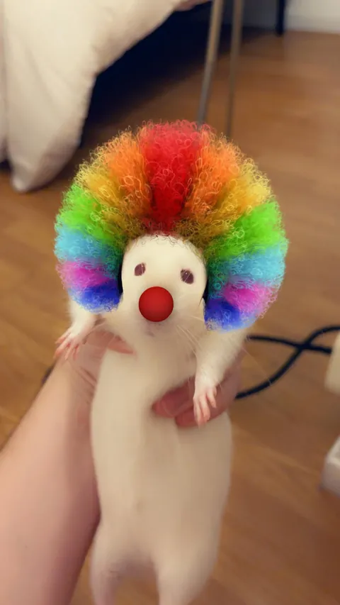 My boyfriend discovered that snap filters work on rats
