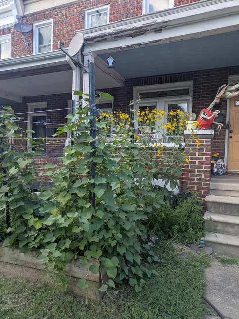 First time growing sweet potatoes!