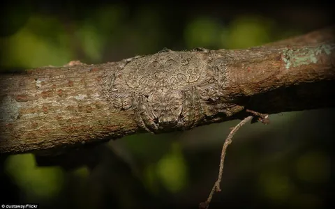 Known as Wrap-around Spider, this spider can flatten and wrap its body around tree limbs as camouflage