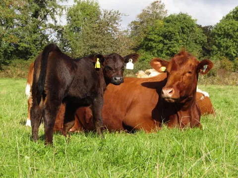 [OC] My pet cow Chunk had her baby, Chip, 4 weeks ago. She is such a good mother!
