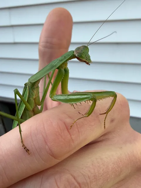 🔥Huge pregnant mantis chilling on my hand