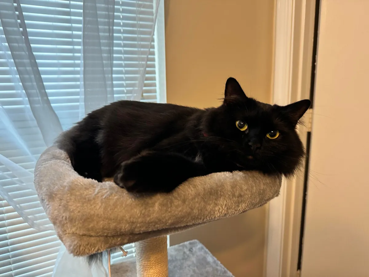 Meet Ahsoka, my brothers' cat