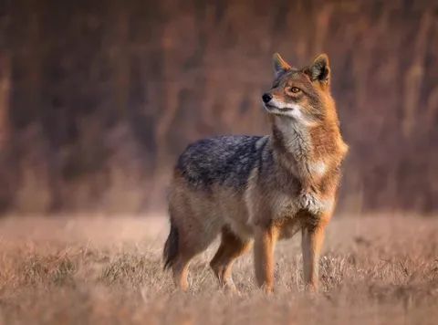 🔥 Jackal that smells my scent and tries to figure out where the fuck I am