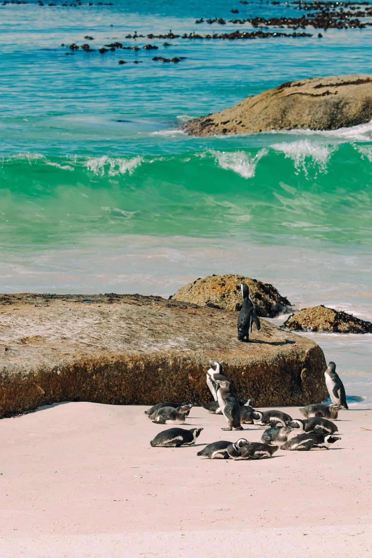 Nature focused trip to Cape Town (August 2025)