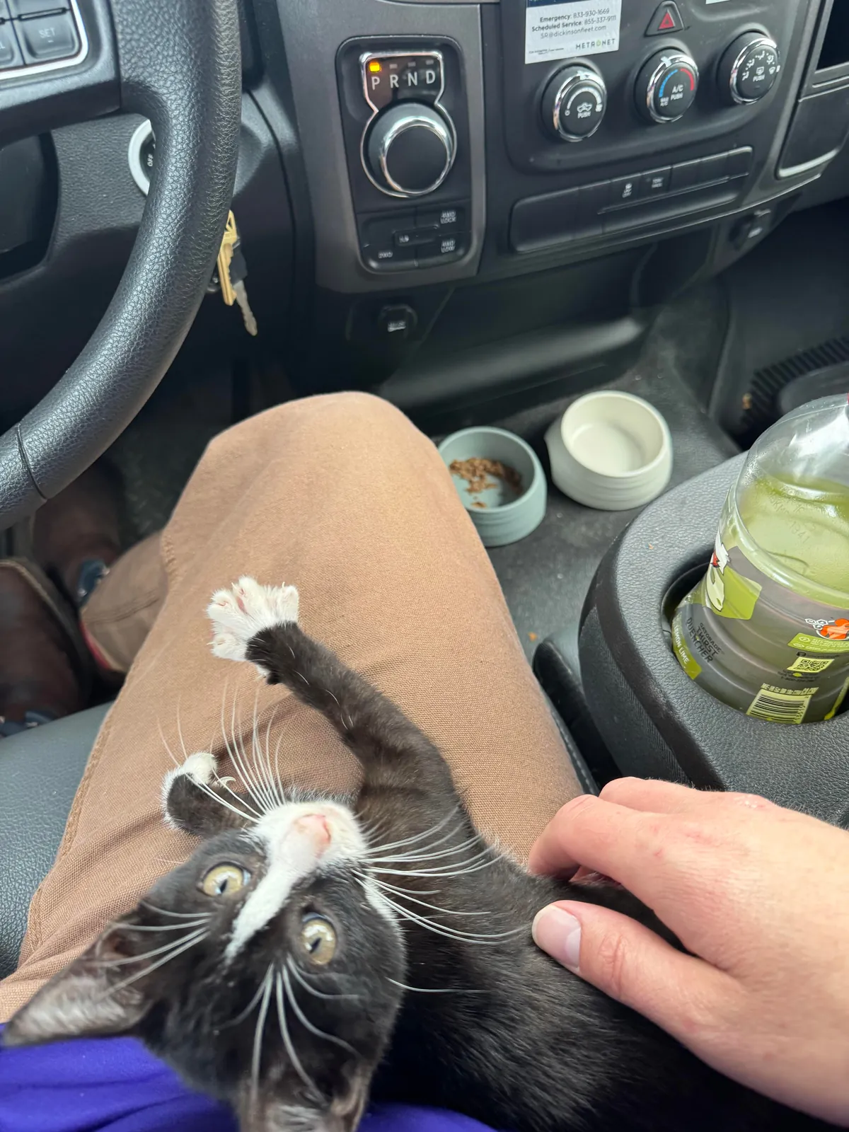 This little guy chose me at the gas station. He started crying out when he saw me, he was perched atop a tire of someone’s car at the gas pump. Everyone meet Smoochie!