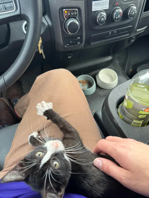 This little guy chose me at the gas station. He started crying out when he saw me, he was perched atop a tire of someone’s car at the gas pump. Everyone meet Smoochie!