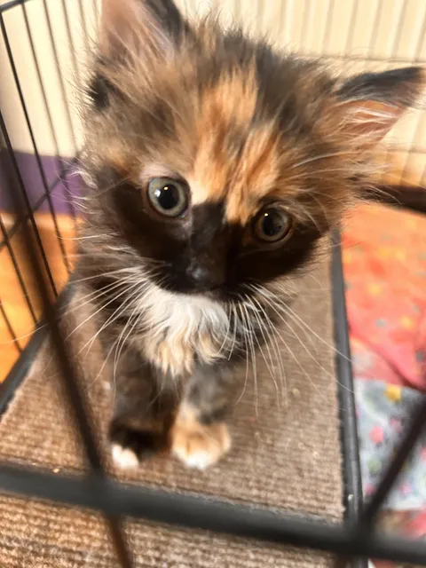 The face of a kitten who knows they’re cute