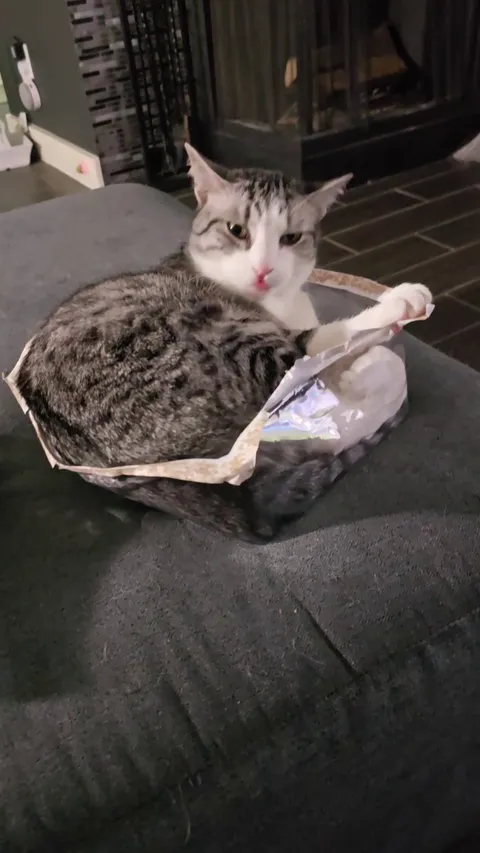 You seemed to like Catthew getting carried down the stairs, so here he is getting carried up