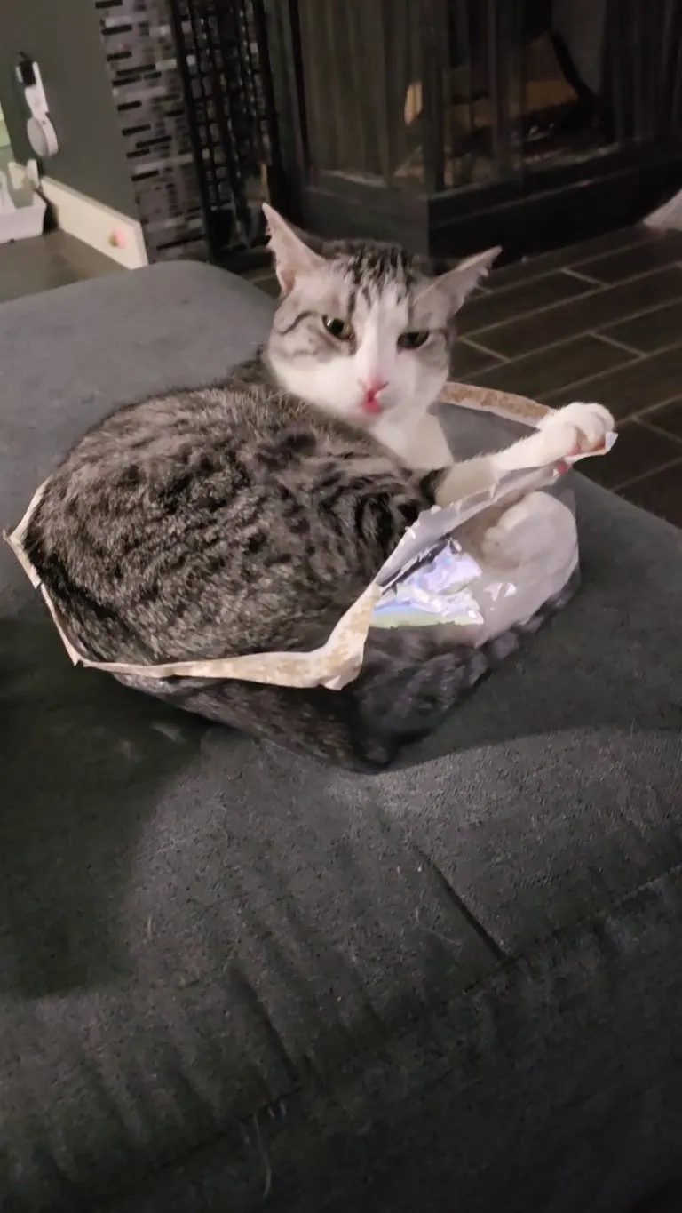 You seemed to like Catthew getting carried down the stairs, so here he is getting carried up