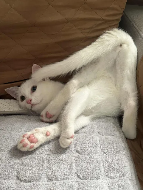 Is my cat normal? Hahahaha.