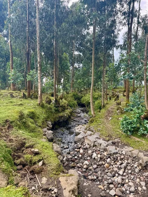 Gorilla trekking in Rwanda is worth a trip!