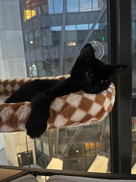 Happy National Black Cat Day to all of your babies 💕