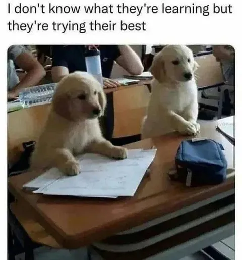 I don't know what they learning but they're trying their best