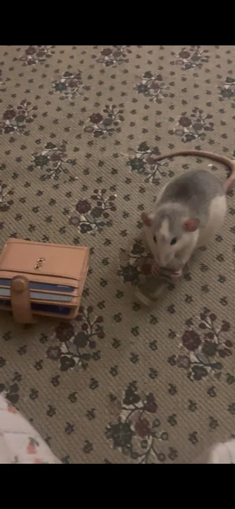Crimes my rats committed this week