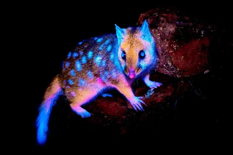 Australian photographer Ben Alldridge captured the first-ever image of a wild eastern quoll (Dasyurus viverrinus) glowing with biofluorescence in Tasmania. Under normal light the quoll is brown/black with white spots… but when hit with UV light, its fur lights up in vivid neon blue and pink.