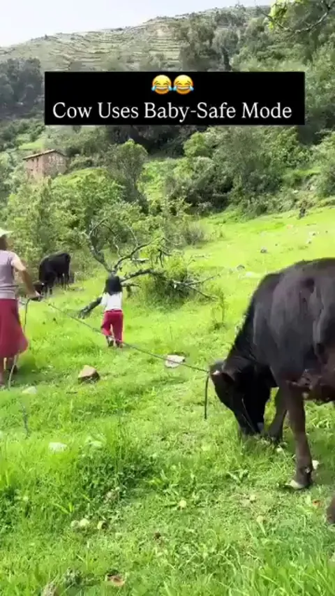 The cow actually was a genius