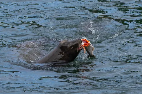 I watched a sea lion shred salmon today