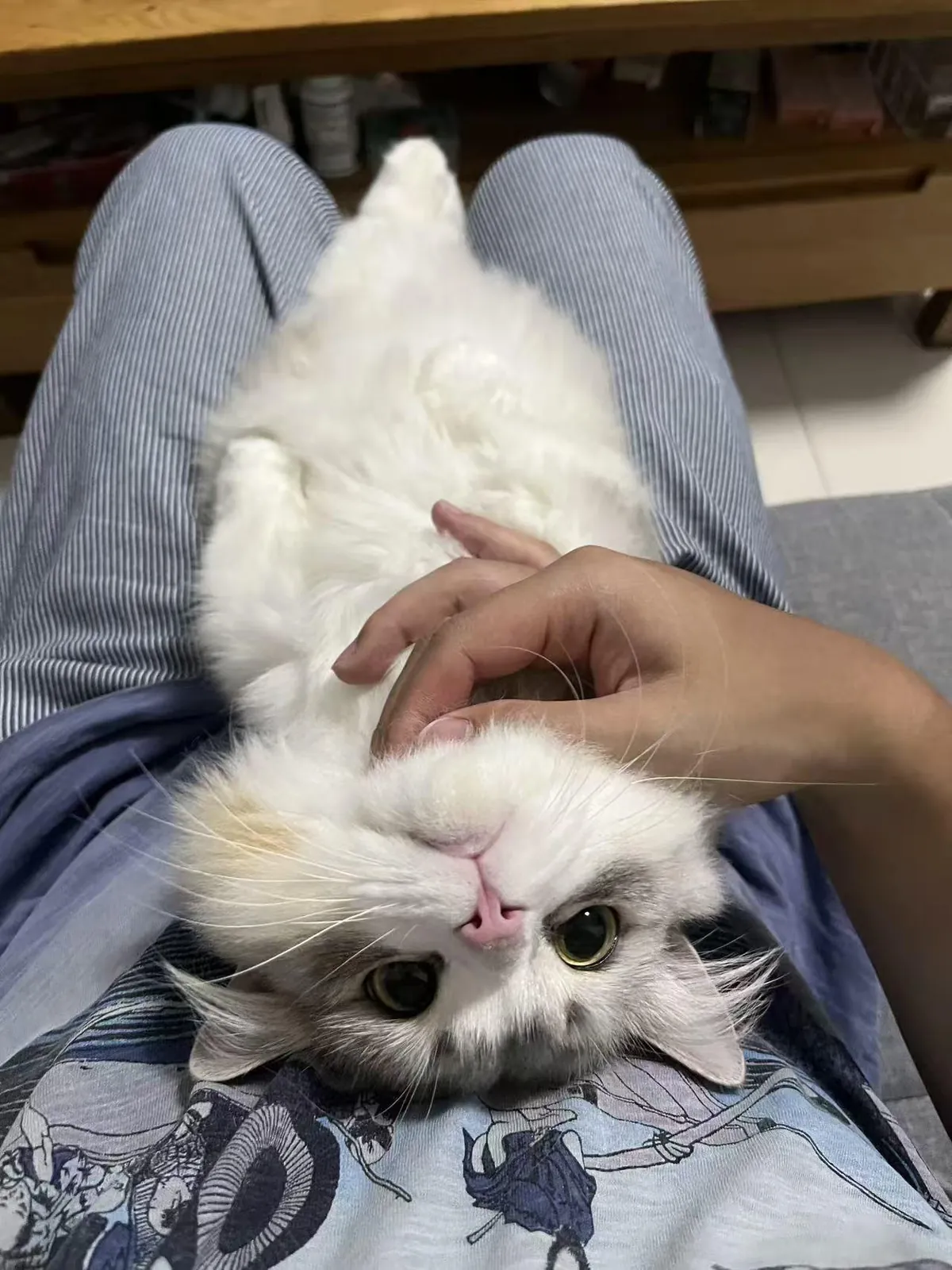 She climbed onto my lap for cuddles and refused to leave.