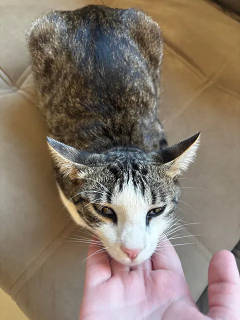 love my cat but he is dumb