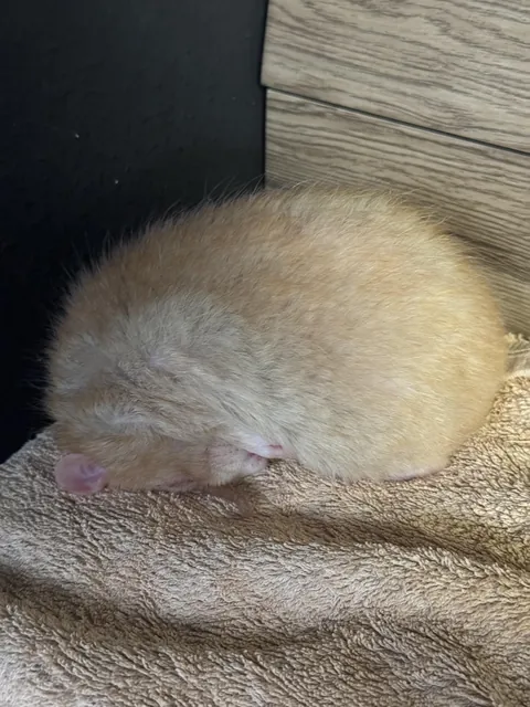 He always sleeps on his head😂😂is this normal?