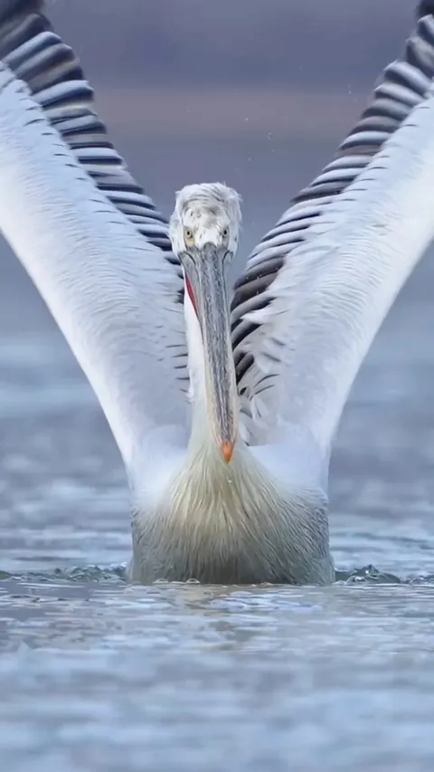 🔥Pelican Walks on Water