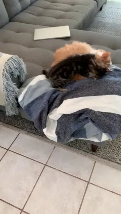 We interrupt this nap to bring you violence.