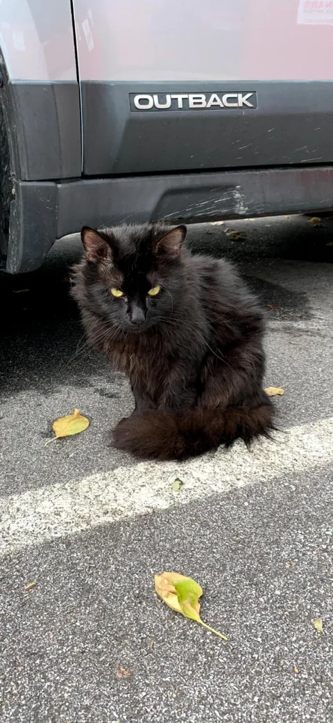 I found this guy half eaten by ticks sitting in a dumpster at my apartment.