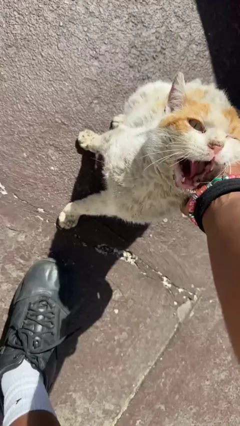 Is I weird to ask someone if I can take their cat to a vet?