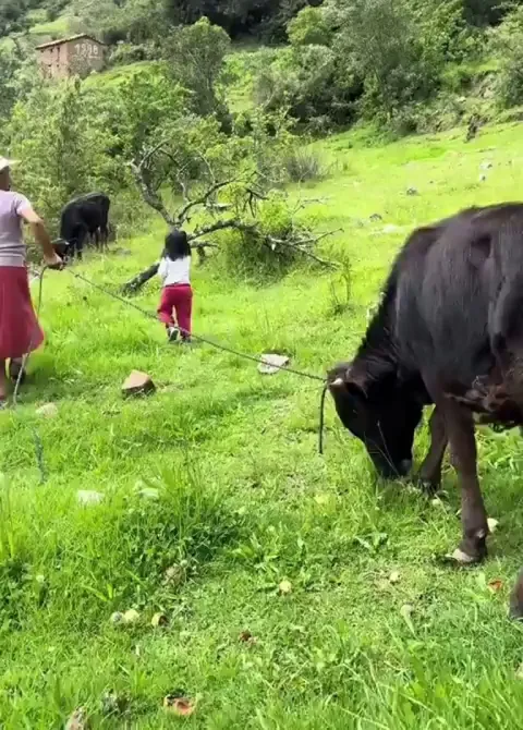 Cow uses Baby-Safe Mode