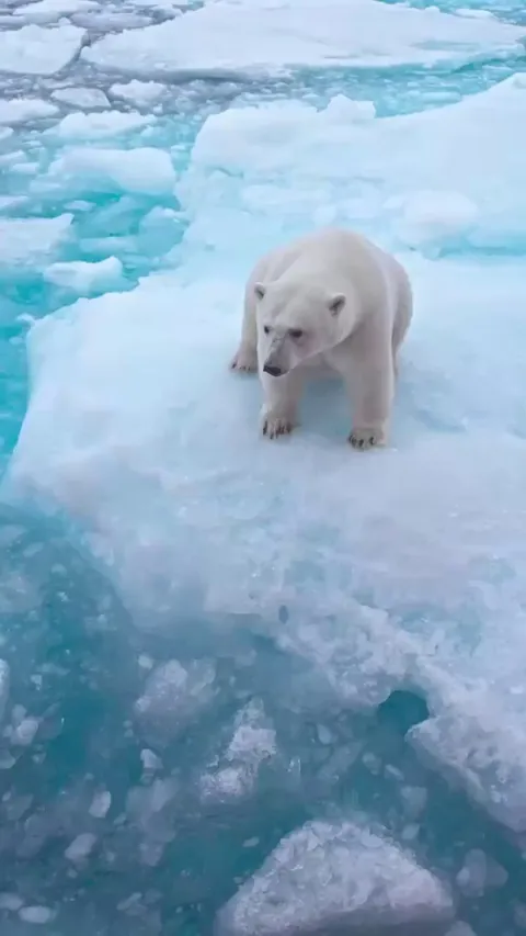 🔥A very healthy looking female polar bear in the drift ice [OC]