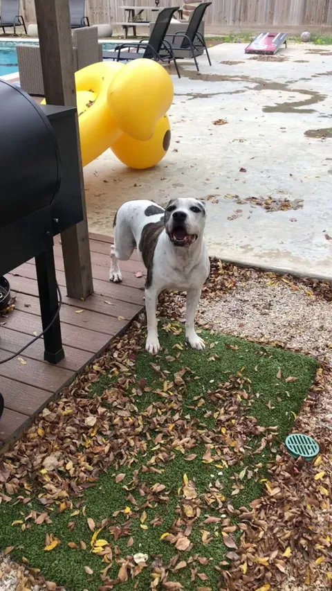 I clean pools and run into lots of dogs. This older gentleman is always trying to show off to me even though his body is aging. I don’t even know his name, but he made my day.