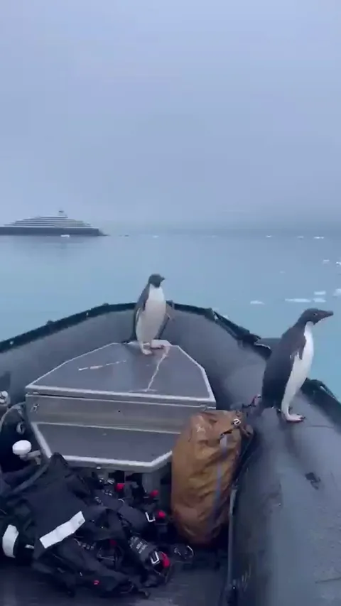 🔥 Penguins jumping onto a Zodiac in Antarctica