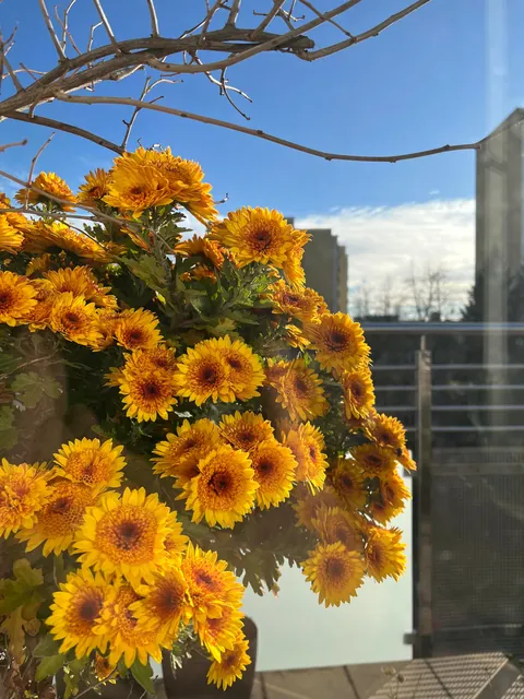 My chrysanthemums are not giving up!