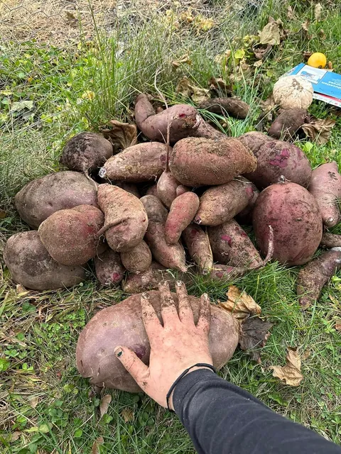 Sweet Potato Harvest!