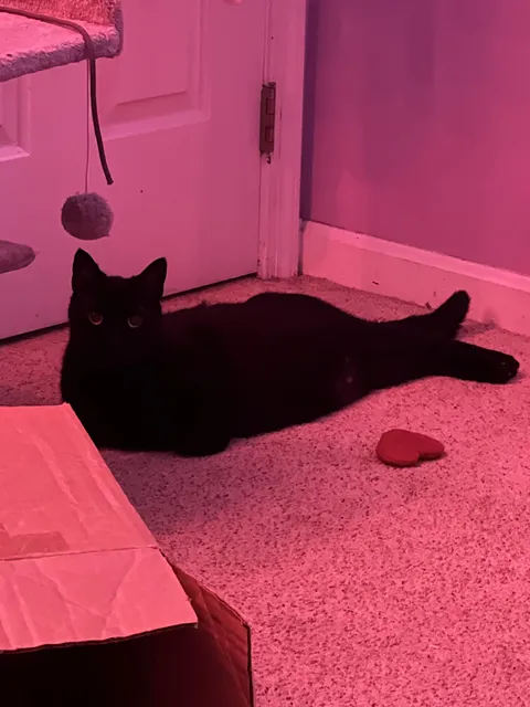 NOT CLICKBAIT: REAL mermaid CAUGHT on CAMERA