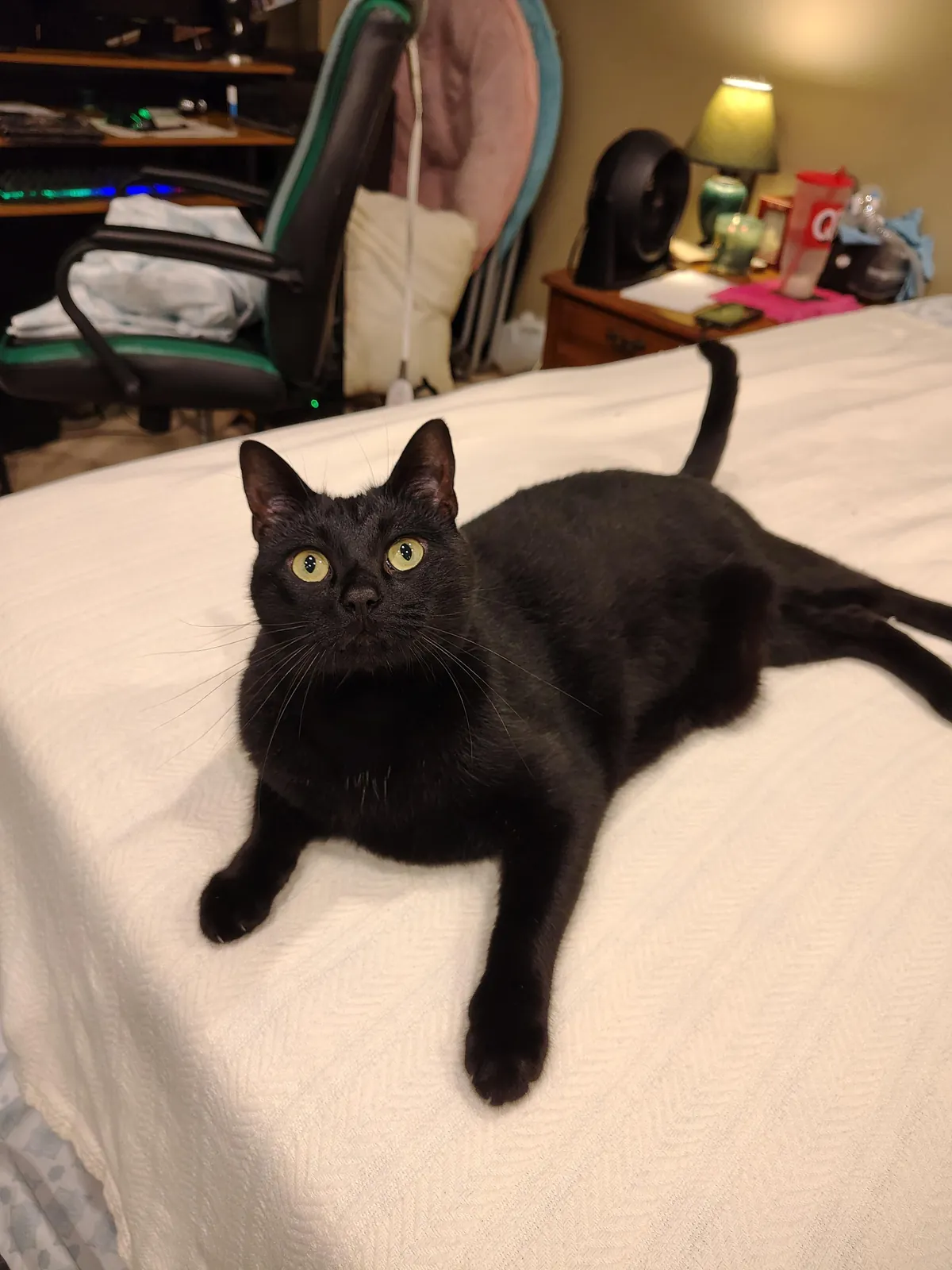 I washed the white blanket after Samhain made it grey again. This is him not 30 seconds after I put it back on the bed. Every single time...