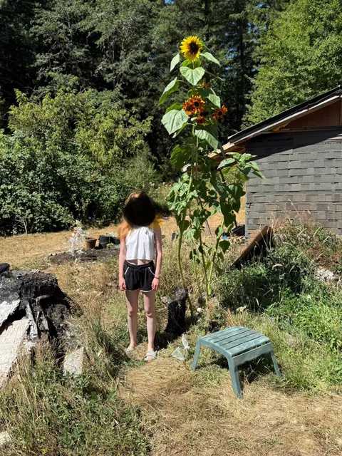Girlfriend is very proud of her first sunflower.