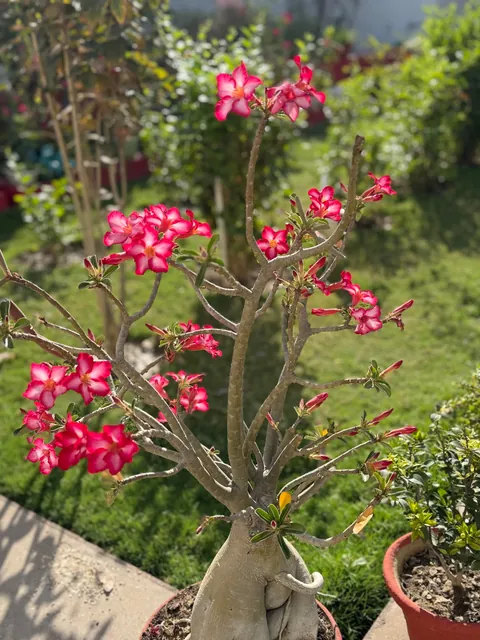 My mom’s desert rose she couldn’t show at an exhibition (bc it wasn’t blooming at the time)