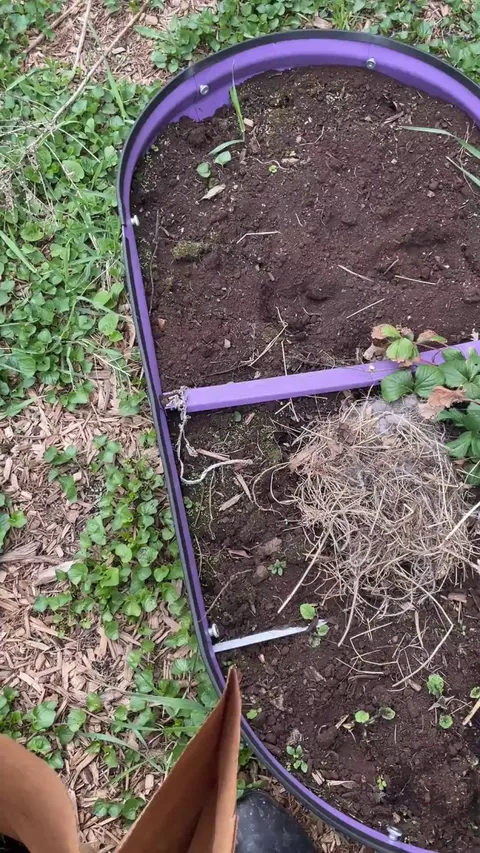 Was doing some cleanup work and found these bunnies nested in my raised bed!!!! What do I do??? How can I keep them safe???