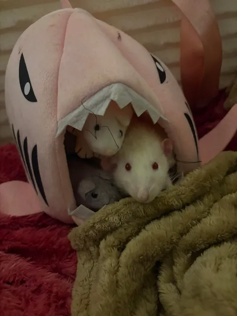 Guys I watched my rat pull a penis plug out and eat it. I’ll never be the same