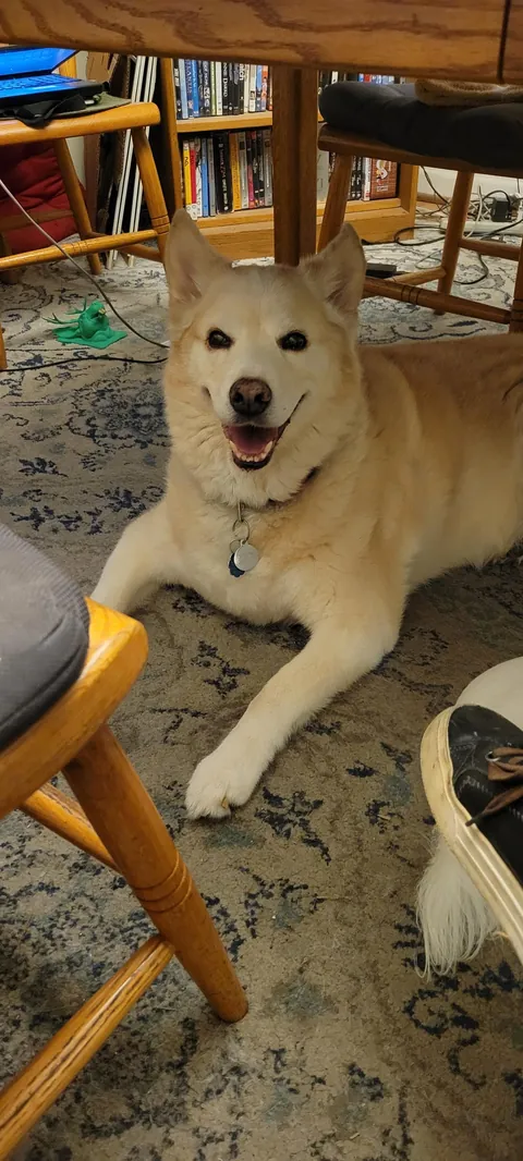 My best boy, Berwyn. 11 years young. ❤️