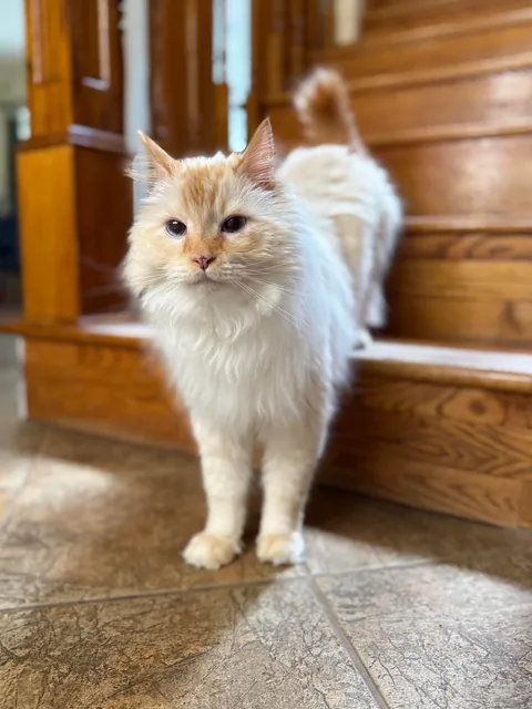 My boy cat is really long (38" from head to tail tip, to be precise. Banana for scale.)