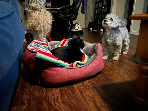 I never wanted to have to make this post. For my baby, Turkleton